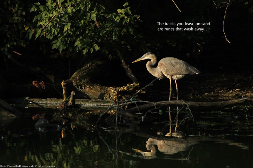 Great Blue Heron, lakeside in twilight